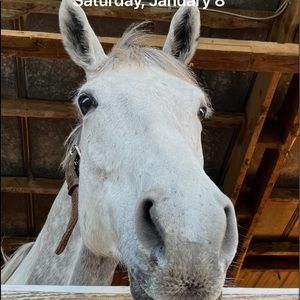 Meet your Posher, Ava